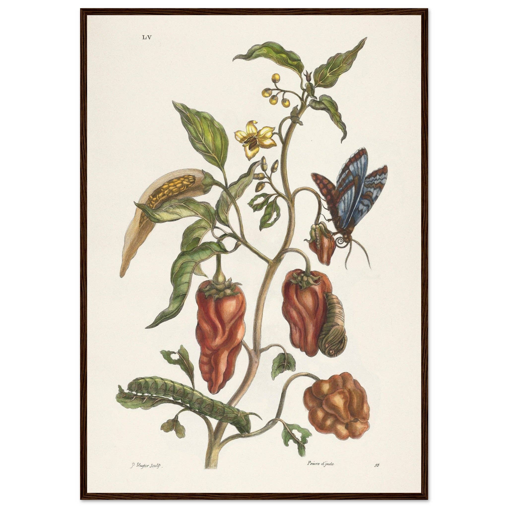 Maison de Paloma - Wholesale Art Print - Poivre d'Inde17