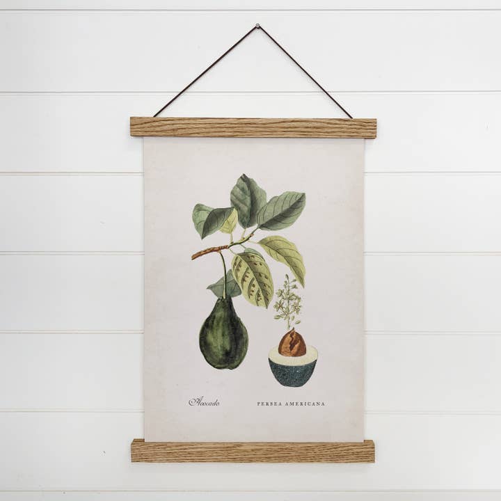 Botanical Avocado- Vintage Encyclopedia Print for wholesale by Hangout Home