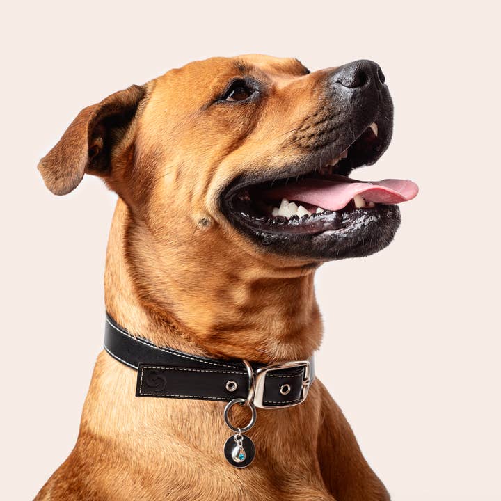 Skylos Collective - Wholesale Pet Collar Charm - Cat/Dog - Sterling silver birthstone collar charm2