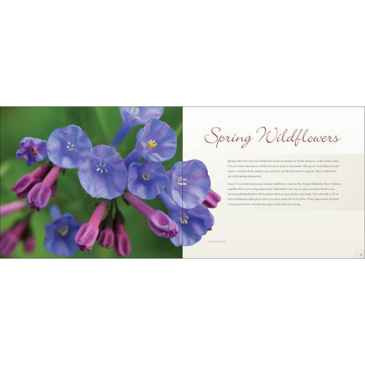 AdventureKEEN - Wholesale Book - Adult - Wildflowers