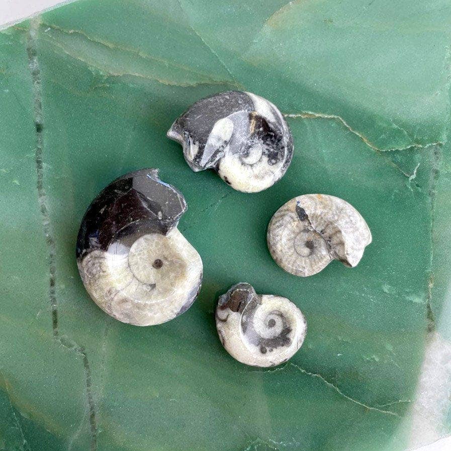 Rock Paradise – Pedra/cristal espiritual por atacado – Amonite Fóssil Inteiro Amonite Preto e Branco2