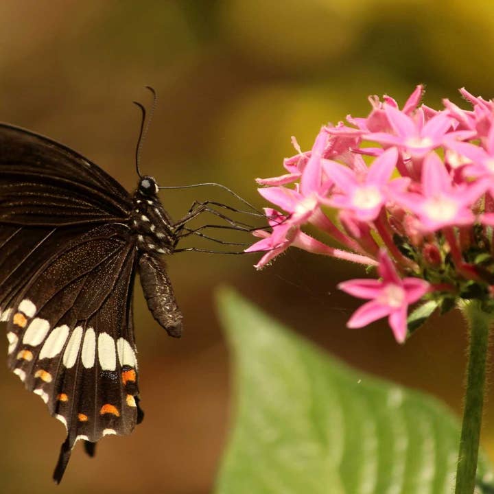 Artisan Soap - Enchanted Garden for wholesale by ECHO Barkery