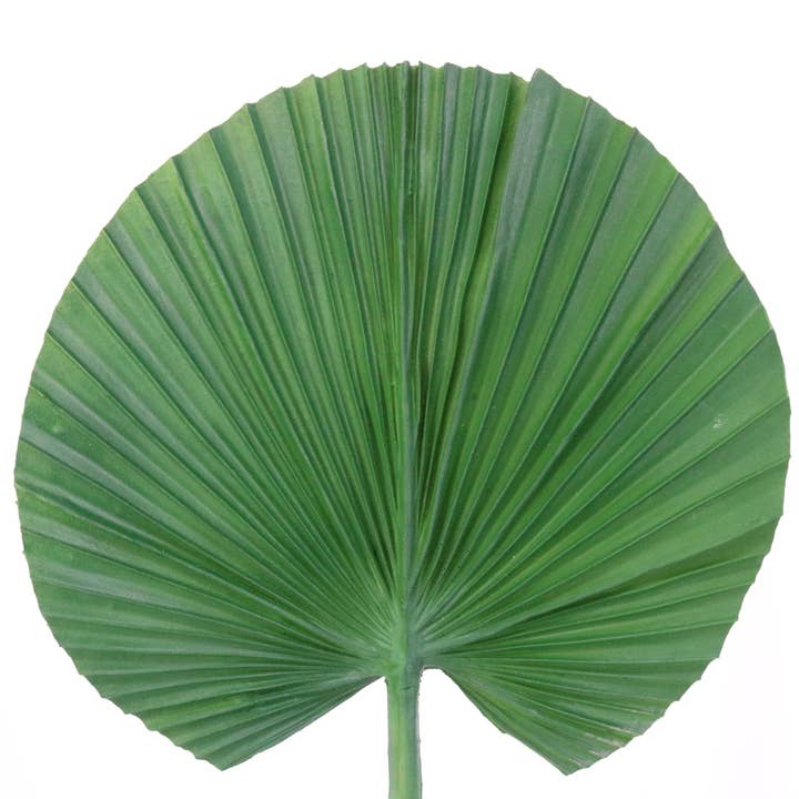 FL11648 FAN PALM,33.5in-6P/48/7.93' for wholesale by Green Import Limited