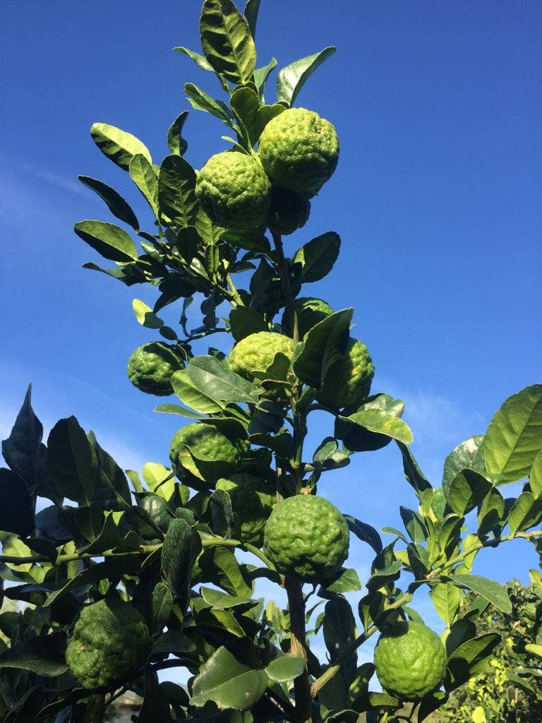 Essences Naturelles Corses - Vente Huile essentielle - Combava corse biodynamie - huile essentielle - Aromathérapie1