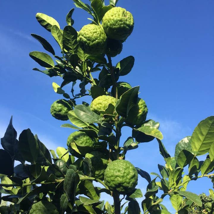 Essences Naturelles Corses - Vente Huile essentielle - Combava corse biodynamie - huile essentielle - Aromathérapie1