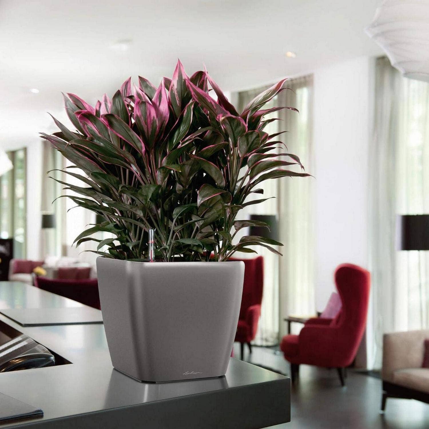 Lechuza Self Watering Planters - Vendita all'ingrosso Vasi per piante - Fioriera quadrata LECHUZA QUADRO LS Poly Resin12