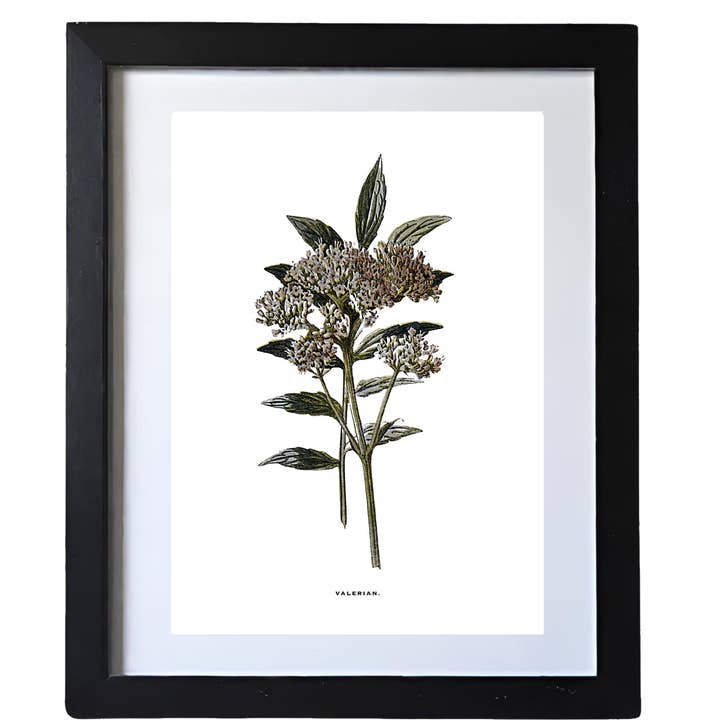 Coultura - Wholesale Gallery Wall Set - Framed Vintage Botanical Floral Wall Art Prints: Set Of Six6