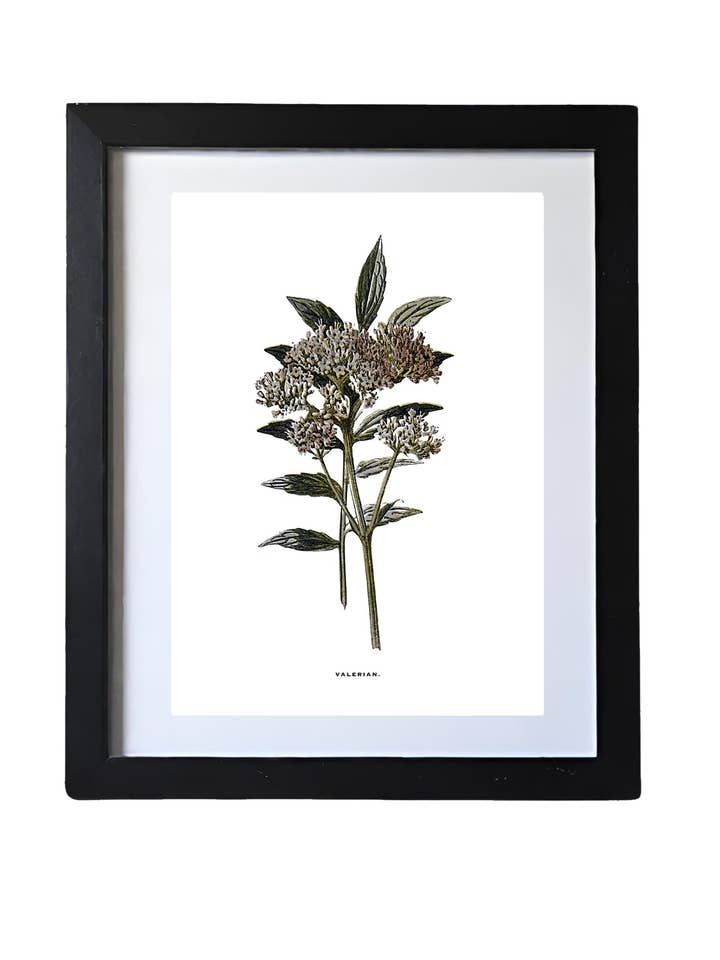 Framed Vintage Botanical Floral Wall Art Prints: Set Of Three for wholesale by Coultura