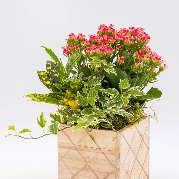 Macetas/contenedores de madera de 5 x 5 pulgadas con forma de diamante para venta al por mayor de UNIMIX FLORAL