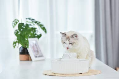 Our Green House - Wholesale Pet Bowl - Cat/Dog - Ceramic Cat Drinking Fountain1