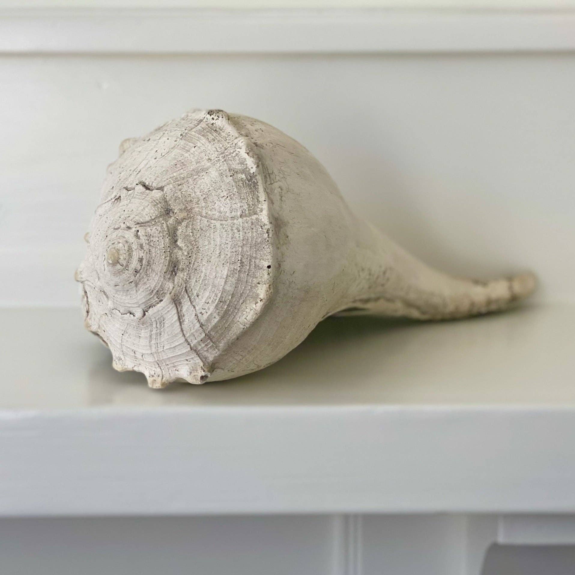 House Parts, Inc. - Wholesale Decorative Tabletop Object - Large Whelk0