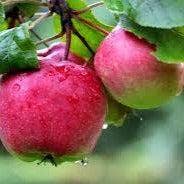 Rockport Candle Company - Wholesale Jar/Filled Candle - 16 Apple Orchard Candle1