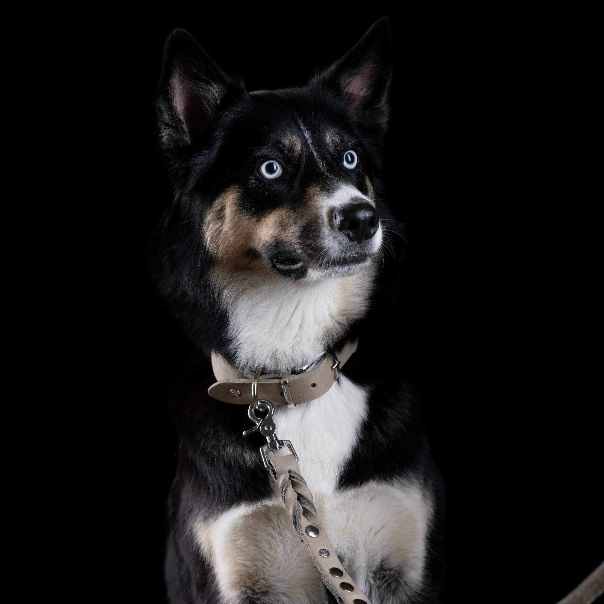 LABONI - Volentis GmbH - Vente Collier – chien - Collier pour chien GIRO en cuir souple à prise ferme12