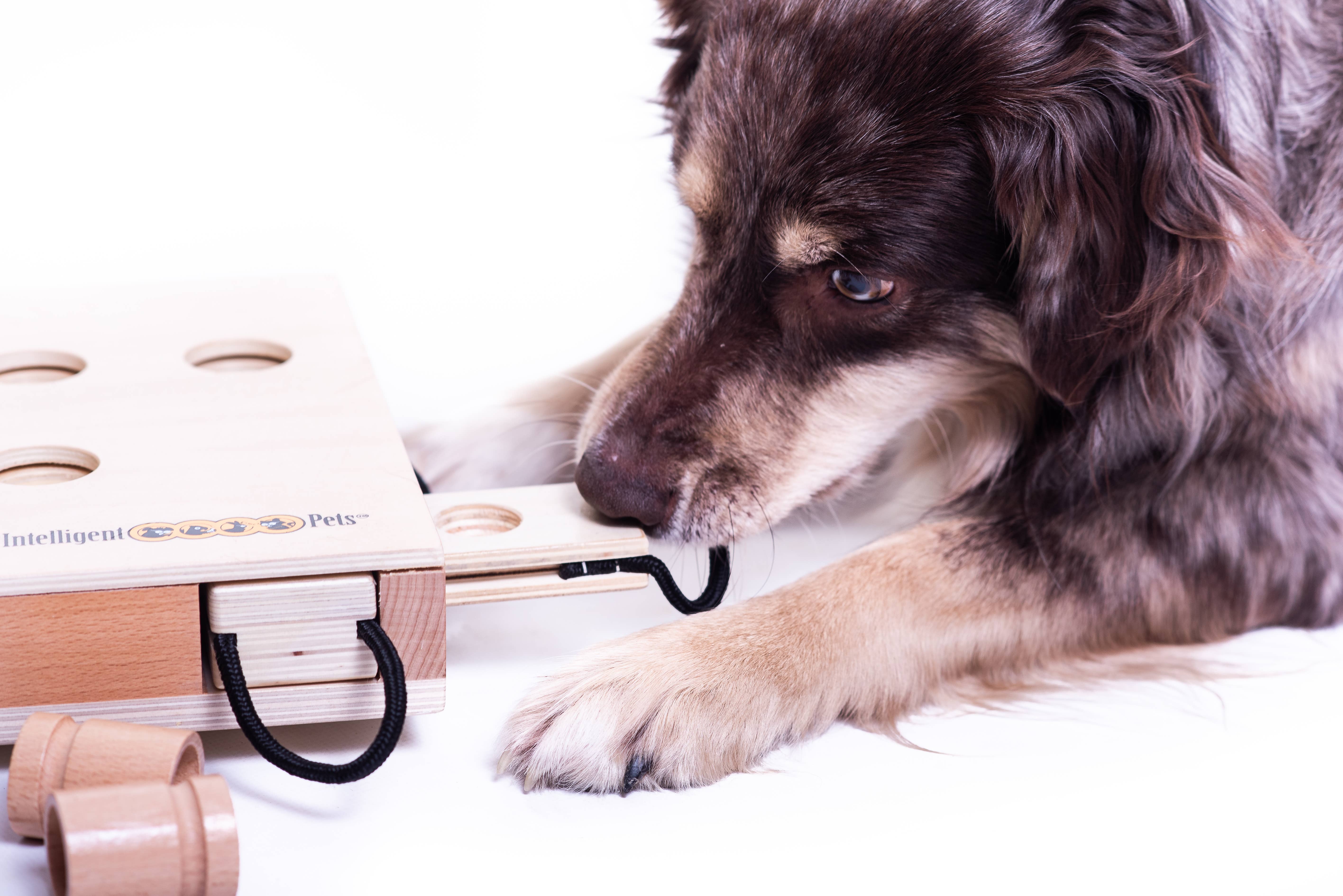 My Intelligent Dogs - Wholesale Pet Toy - Dog - iPet - Smart Dog - challenging and stimulating dog game2