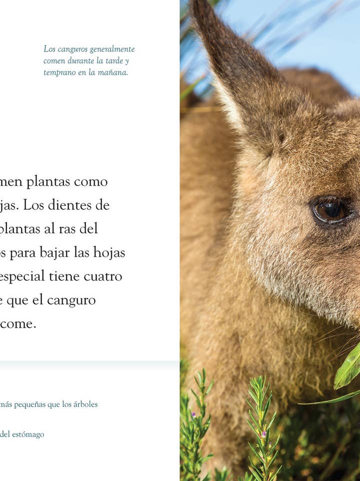 Planète animale : El Canguro pour la vente par The Creative Company