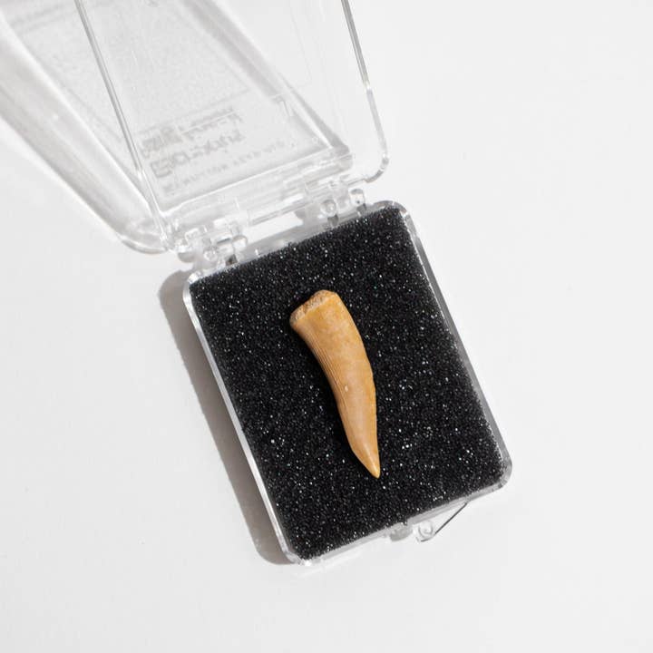 Stemcell Science Shop - Wholesale Decorative Tabletop Object - Enchodus Fang