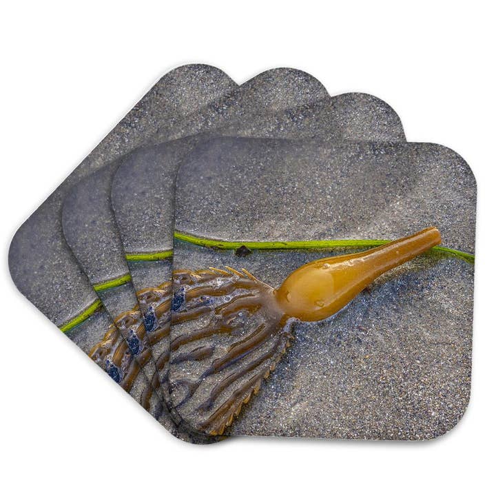 3dRose - Wholesale Coasters - 3dRose, California, Morro Bay. Kelp on Morro Strand State Beach sand., Coaster7