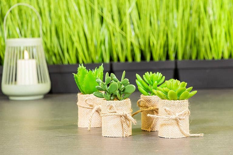 Abbott - Vente Plantes artificielles - Ensemble de 4 plantes succulentes dans un emballage en toile de jute - 4"H - Liquidation1