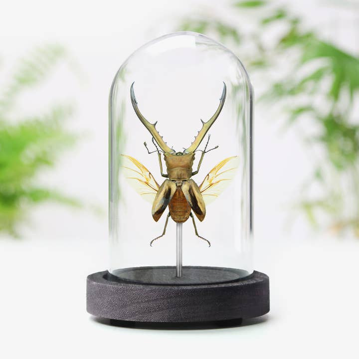 Curated Studio - Vente Décorations de table - Cloche de taxidermie indonésienne en forme de scarabée