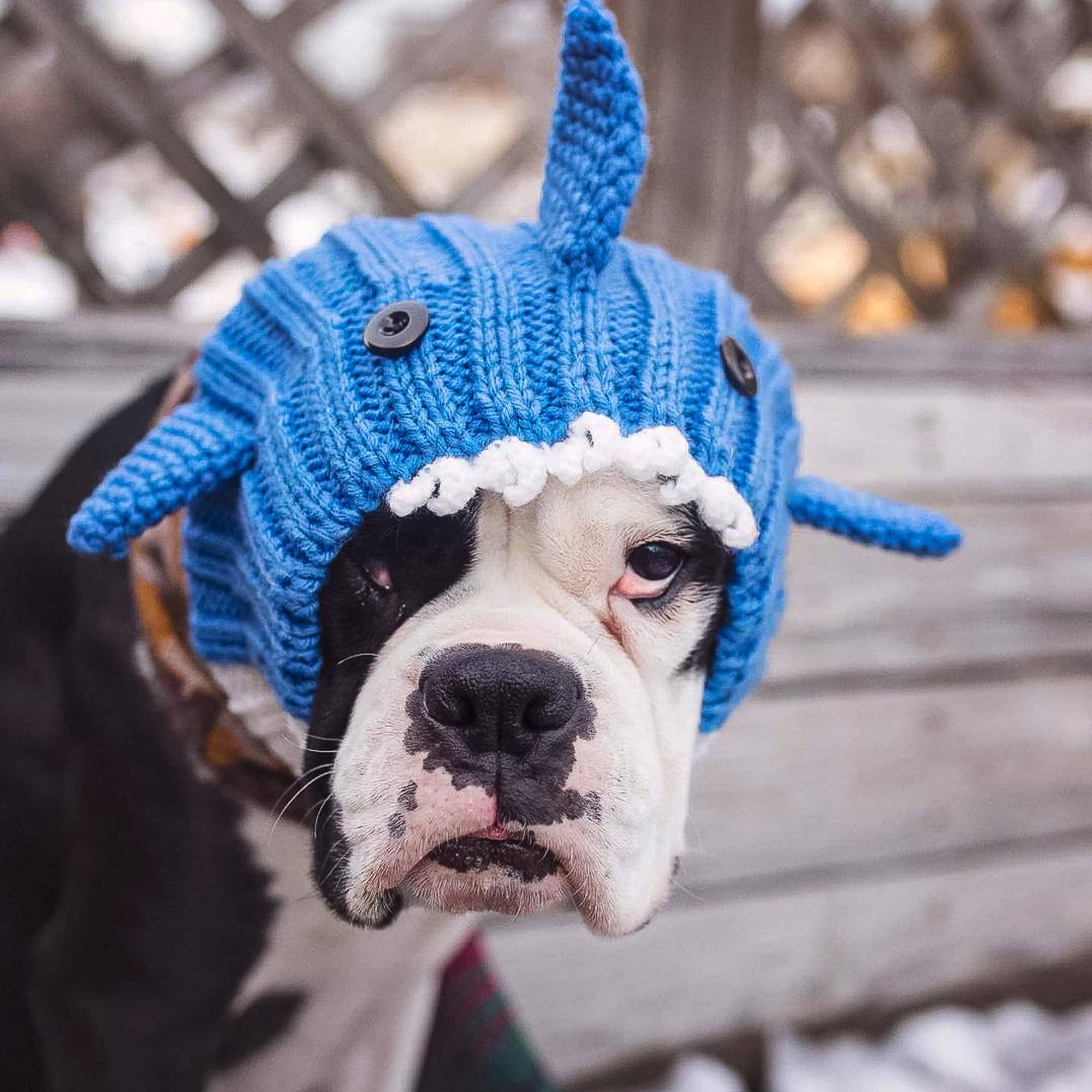 Zoo Snoods - Wholesale Pet Snood - Dog - Baby Shark Dog Snood7