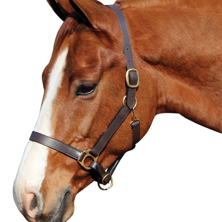 JPC Equestrian - Wholesale Horseback Riding Gear - Henri de Rivel Advantage Leather Halter