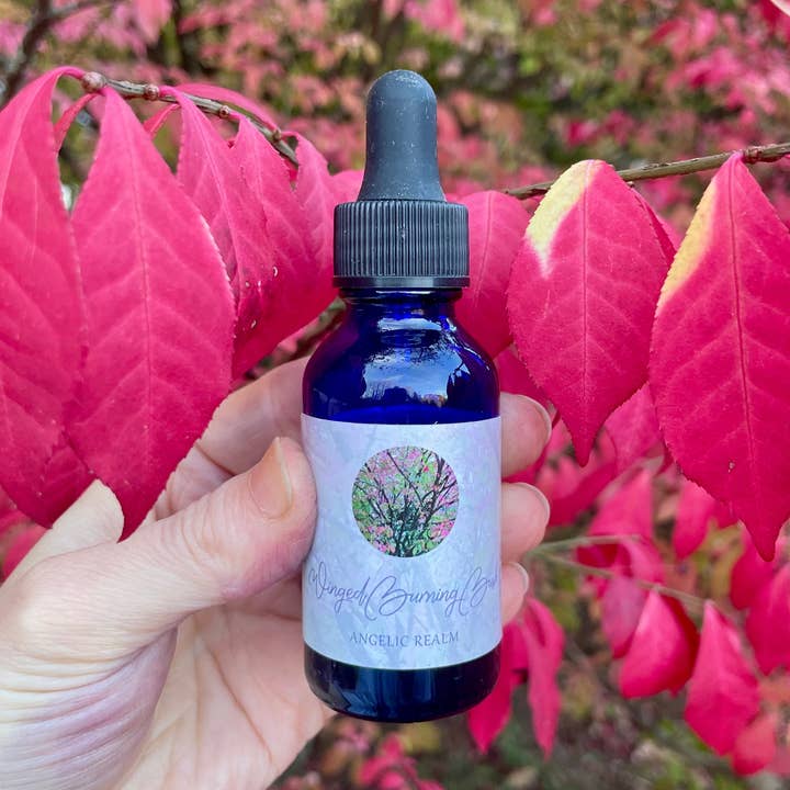 Winged Burning Bush Tree Essence for wholesale by Stenella Farms