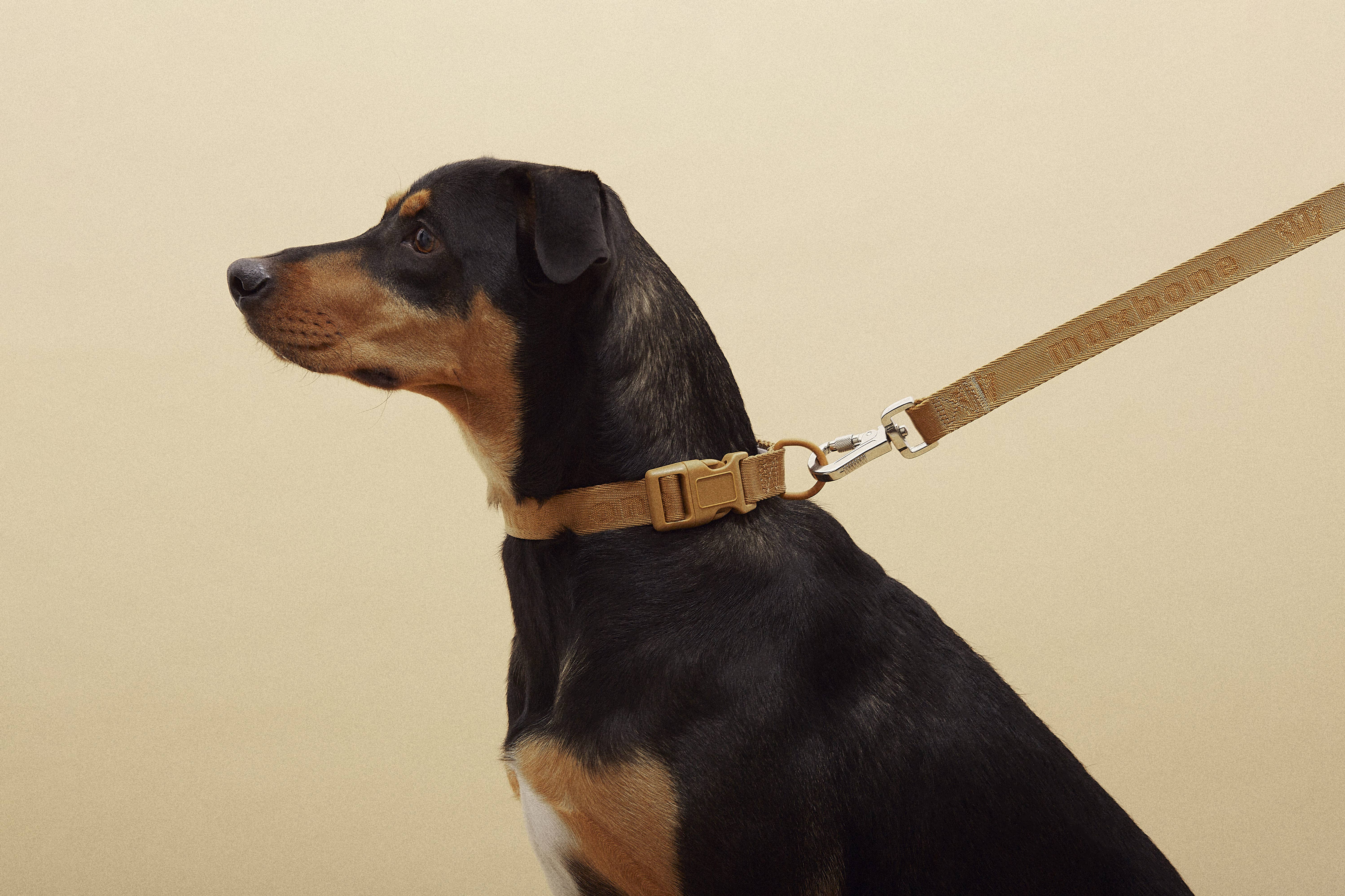 ARISTOPET - Wholesale Pet Leash - Dog - GO WITH EASE HANDS-FREE LEASH15