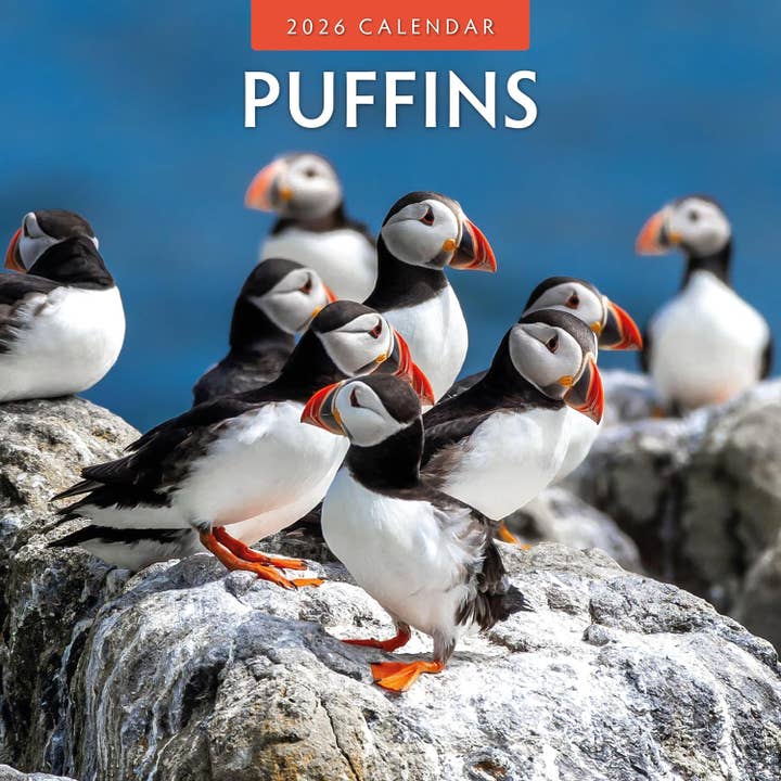 Red Robin 2026 Puffins Monthly Wall Calendar for wholesale by MiddleGift
