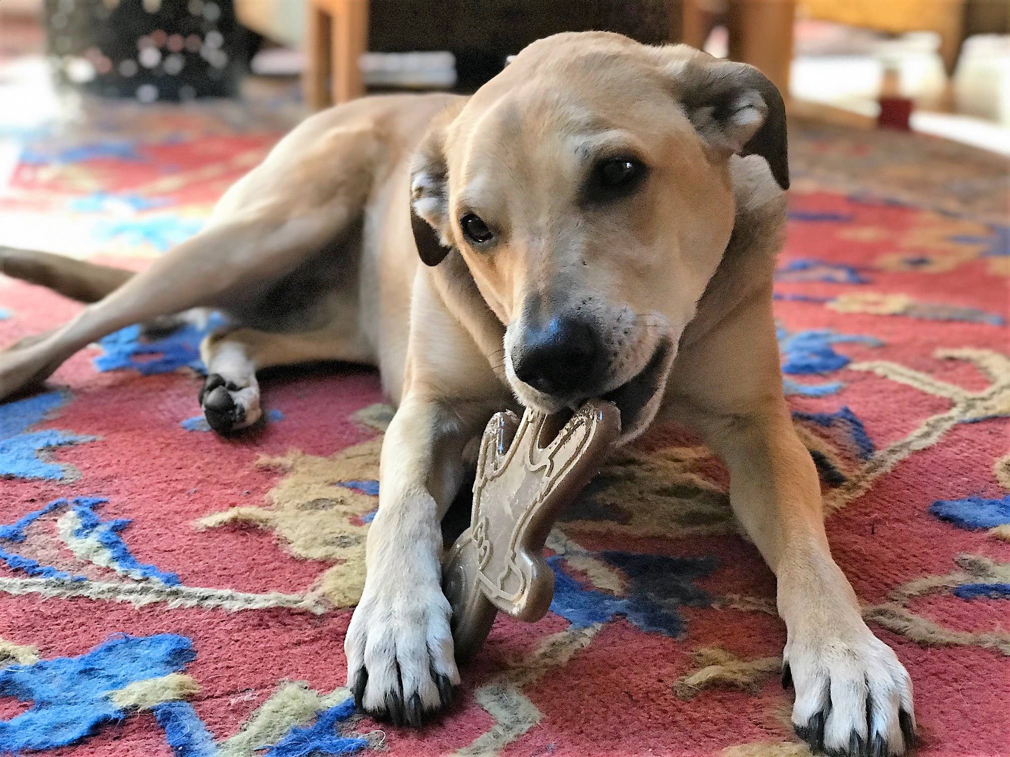 SodaPup Dog Toys - Wholesale Kauwspeeltje voor honden - Hond - SodaPup duurzame nylon kauwspeelgoed in vorm van peperkoekmannetje voor kerst6