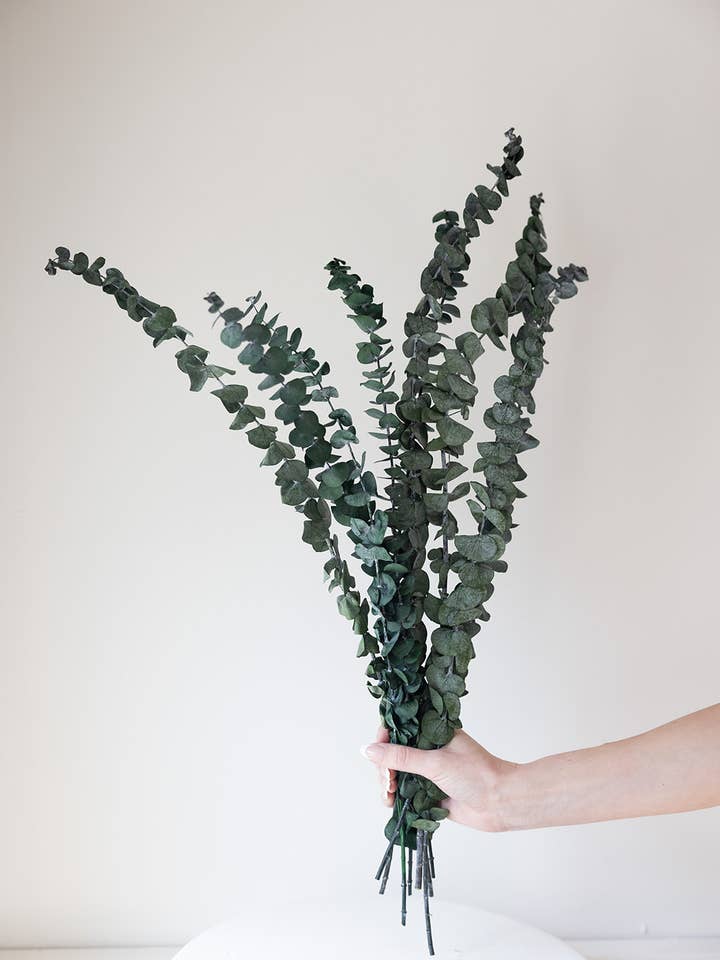 Eucalyptus préservé pour la vente par By Two Fields