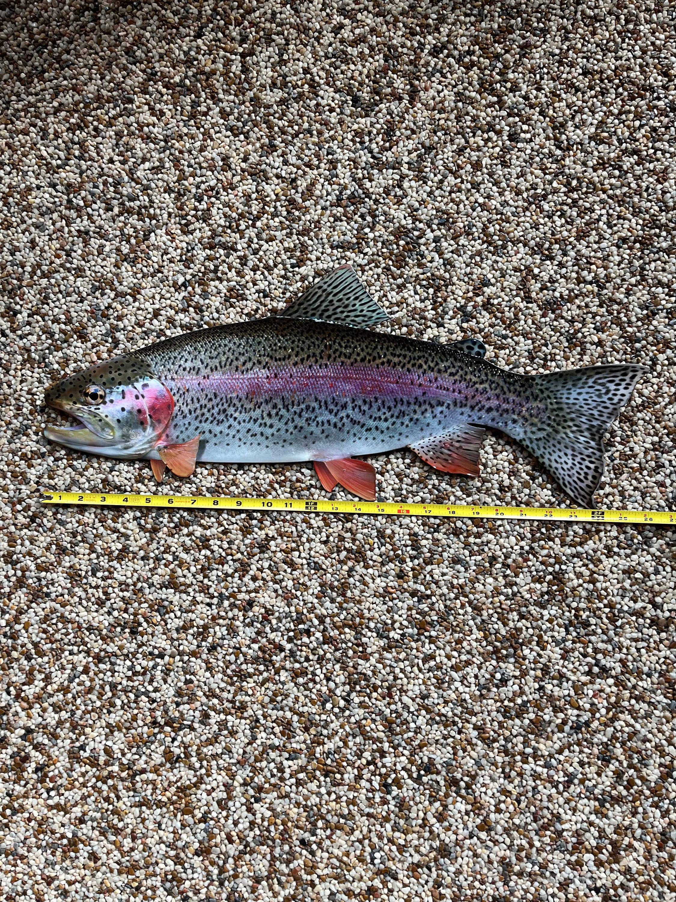 Reelistic Replicas - Wholesale Wall Accent - 26-Inch Realistic Rainbow Trout Wall Accent Art1