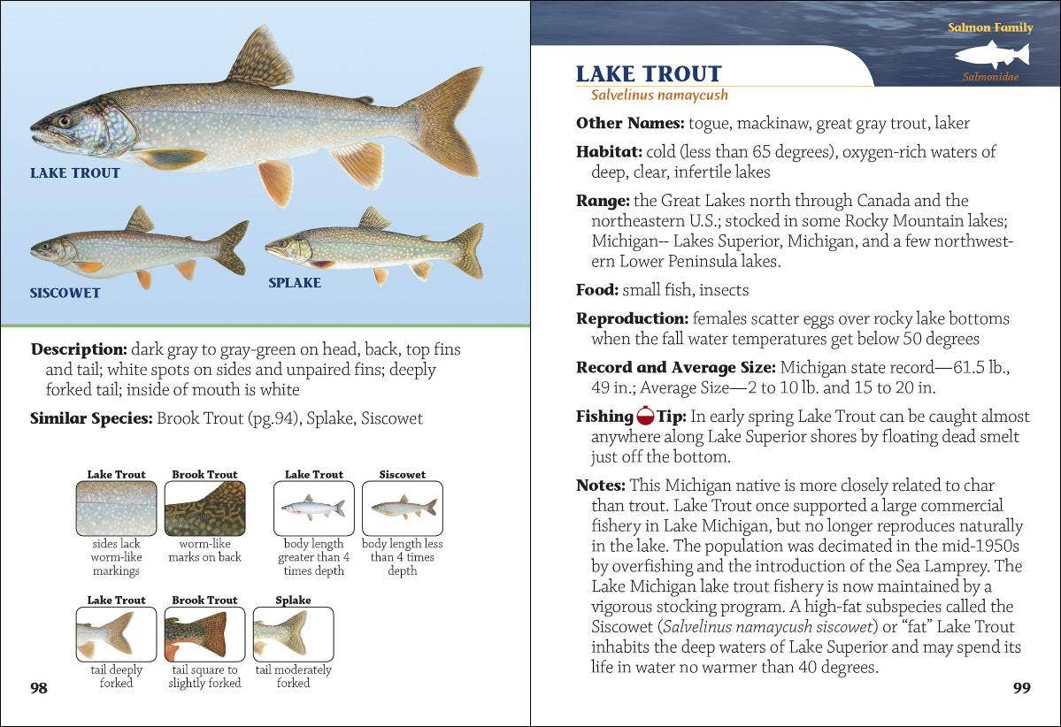 AdventureKEEN - Wholesale Nature & Outdoors - Fish of Michigan Field Guide 2e2