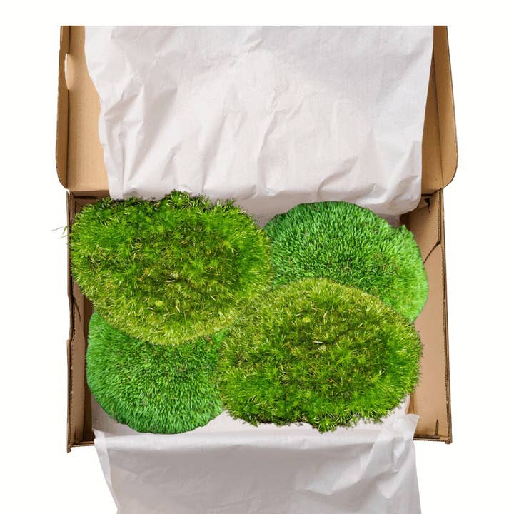 I Giardini Di Giulia - Vendita all'ingrosso Piante vive - Muschio Vero Leucobryum Glaucum - Confezione da 4 Zolle