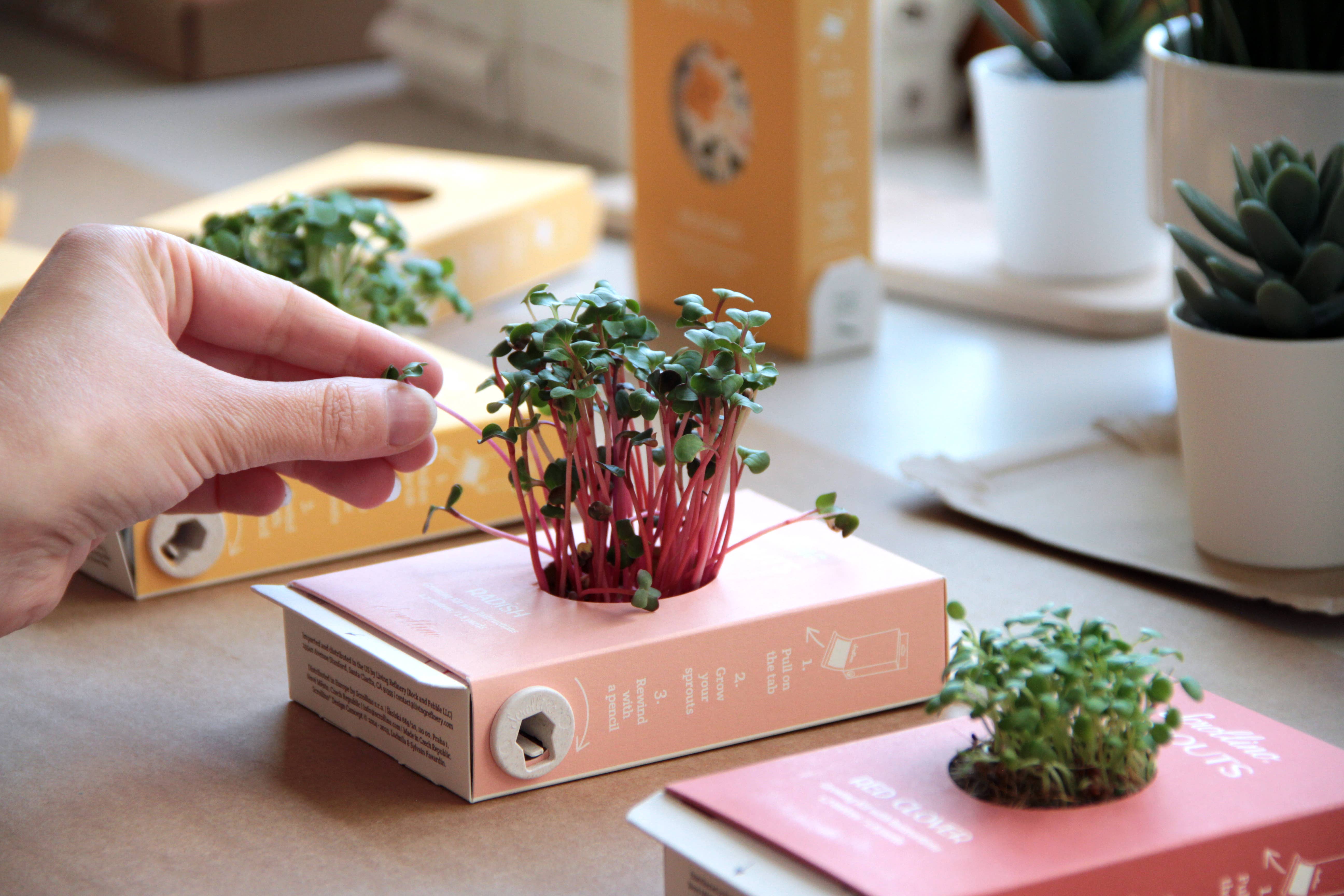 Scrollino - Wholesale DIY Craft Kit - Kids - Original Activity & Growing Kit - Scrollino Radish Sprouts6