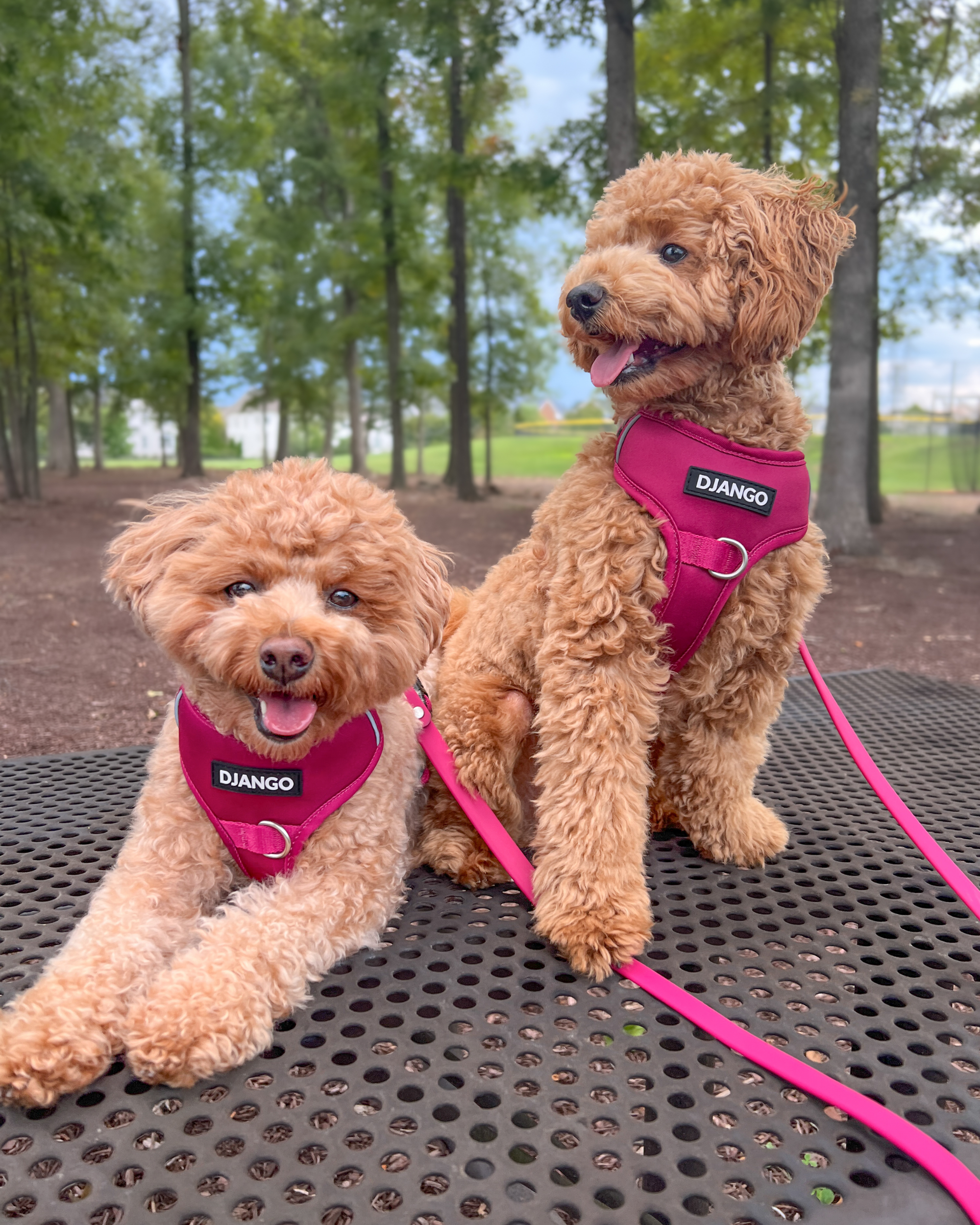DJANGO - Wholesale Pet Harness - Dog - Tahoe No Pull Dog Harness - Hibiscus Pink1