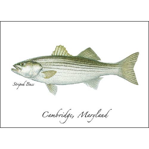 Strpd Bass for wholesale by Earth Sky + Water