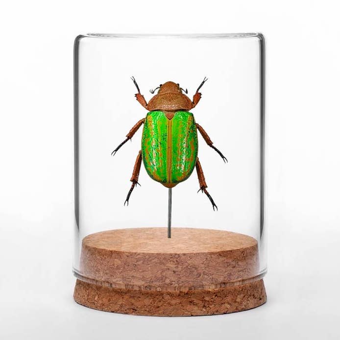 Mexican Jewel Beetle Globe for wholesale by Green Beetle Shop