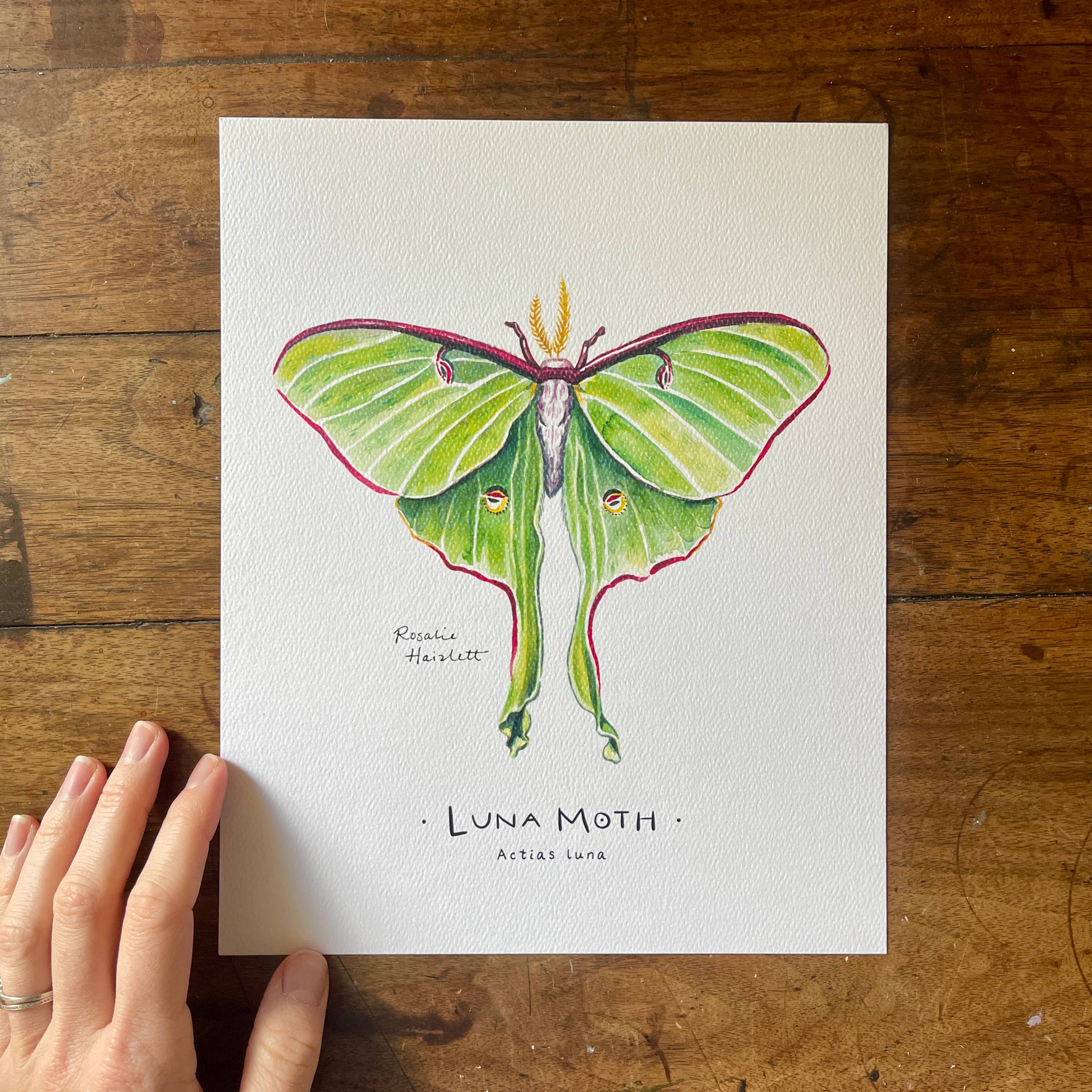 Rosalie Haizlett Illustration - Wholesale Art Print - Luna Moth Watercolor Art Print3