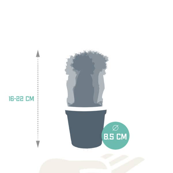 Oasis of Life - Wholesale Succulent - Succulent Mix – Gymnocalycium mihanovichii grafted on Hylocereus – Ø5.5cm – 3 Plants – Colorful Cacti & Euphorbia meloformis variegata – Indoor Plant Set1