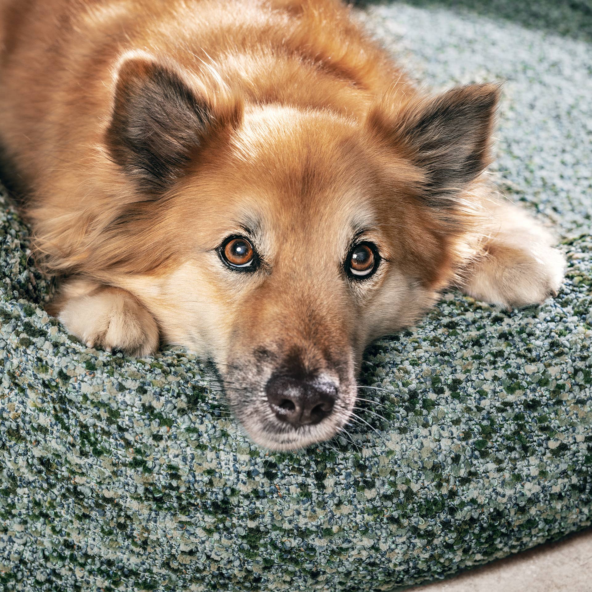 LABONI - Volentis GmbH - Wholesale Pet Bed - Cat/Dog - ORTHO PET BED SIENA4