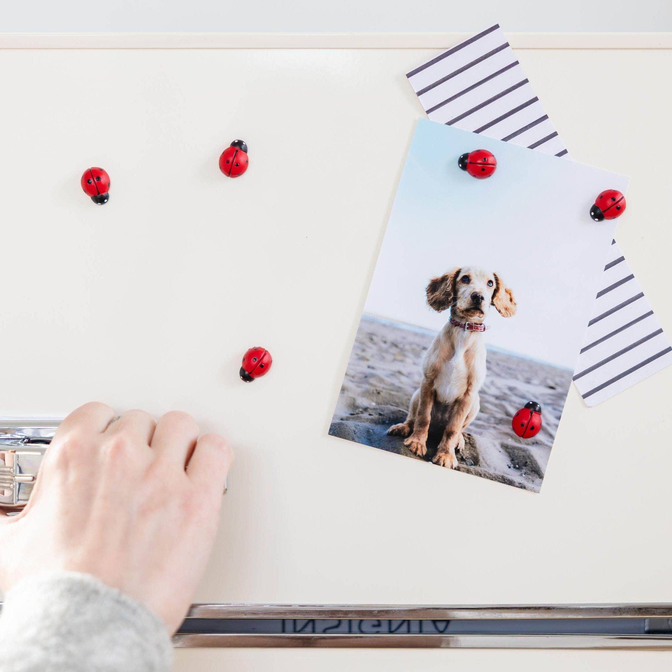 Three by Three Seattle - Vente Aimants - aimants colorés en forme de coccinelle1