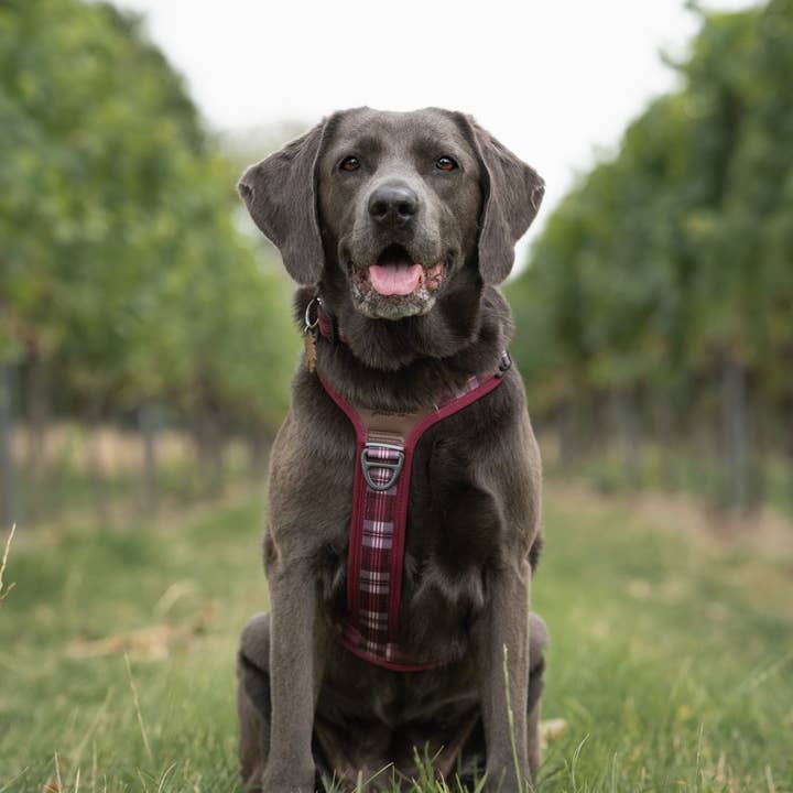 The aDoraBle Pooch Company - Wholesale Pet Harness - Dog - Streamline Pro™ Dog Harness - Heritage Collection - Merlot Manor15