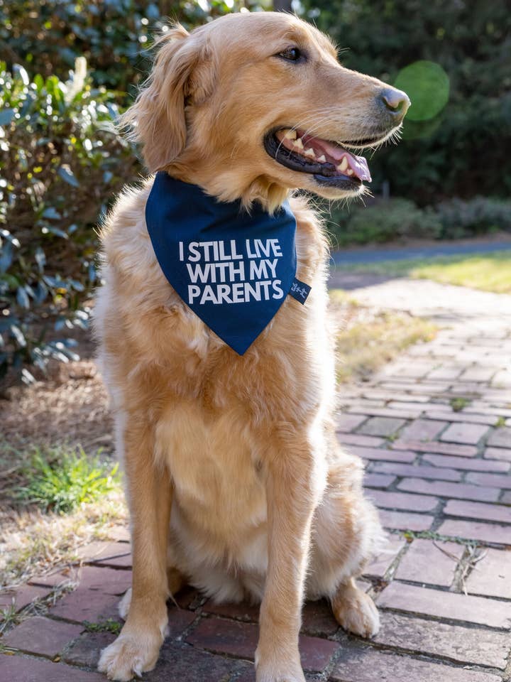 I Still Live With My Parents hundebandana - Sjov hundebandana for engroshandel hos Tails Up, Pup