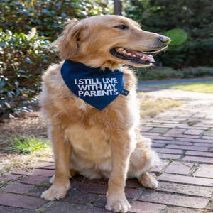 Purchase Wholesale funny dog bandana. Free Returns & Net 60 Terms