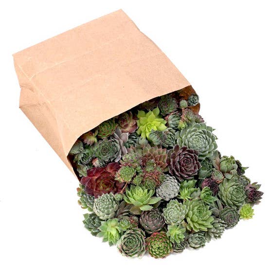 Mountain Crest Gardens - Wholesale Succulent - Bulk Unrooted Sempervivum Bag - 50 Hens & Chicks Rosettes