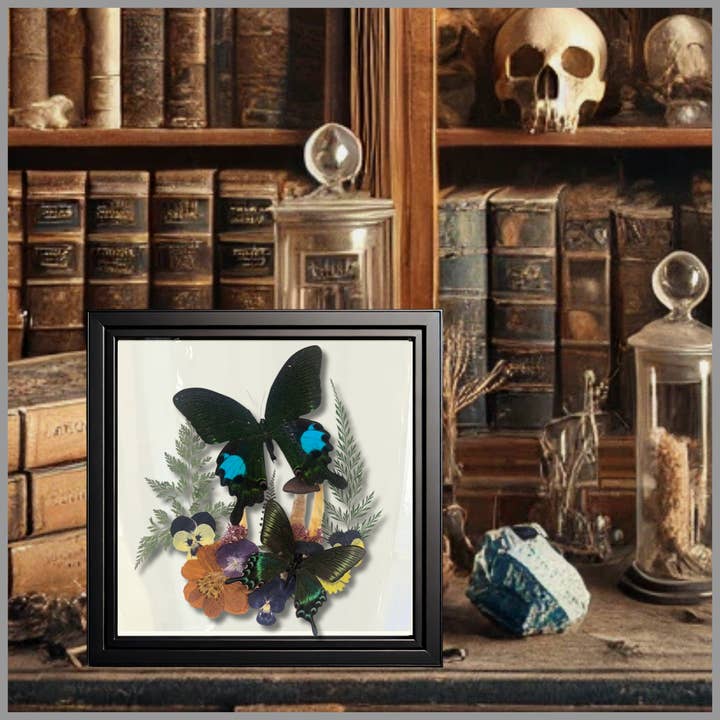 Instar Innovations - Wholesale Wall Accent - Papilio maackii, P. Paris 9x9x2 in Shadowbox Â