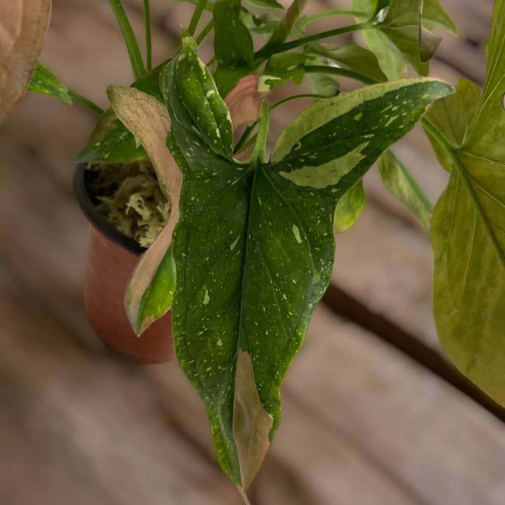 Native Transplants - Wholesale Live Plant - Syngonium Tricolor