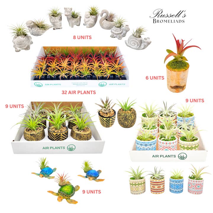 Curated Package: EARTH for wholesale by Russell's Bromeliads
