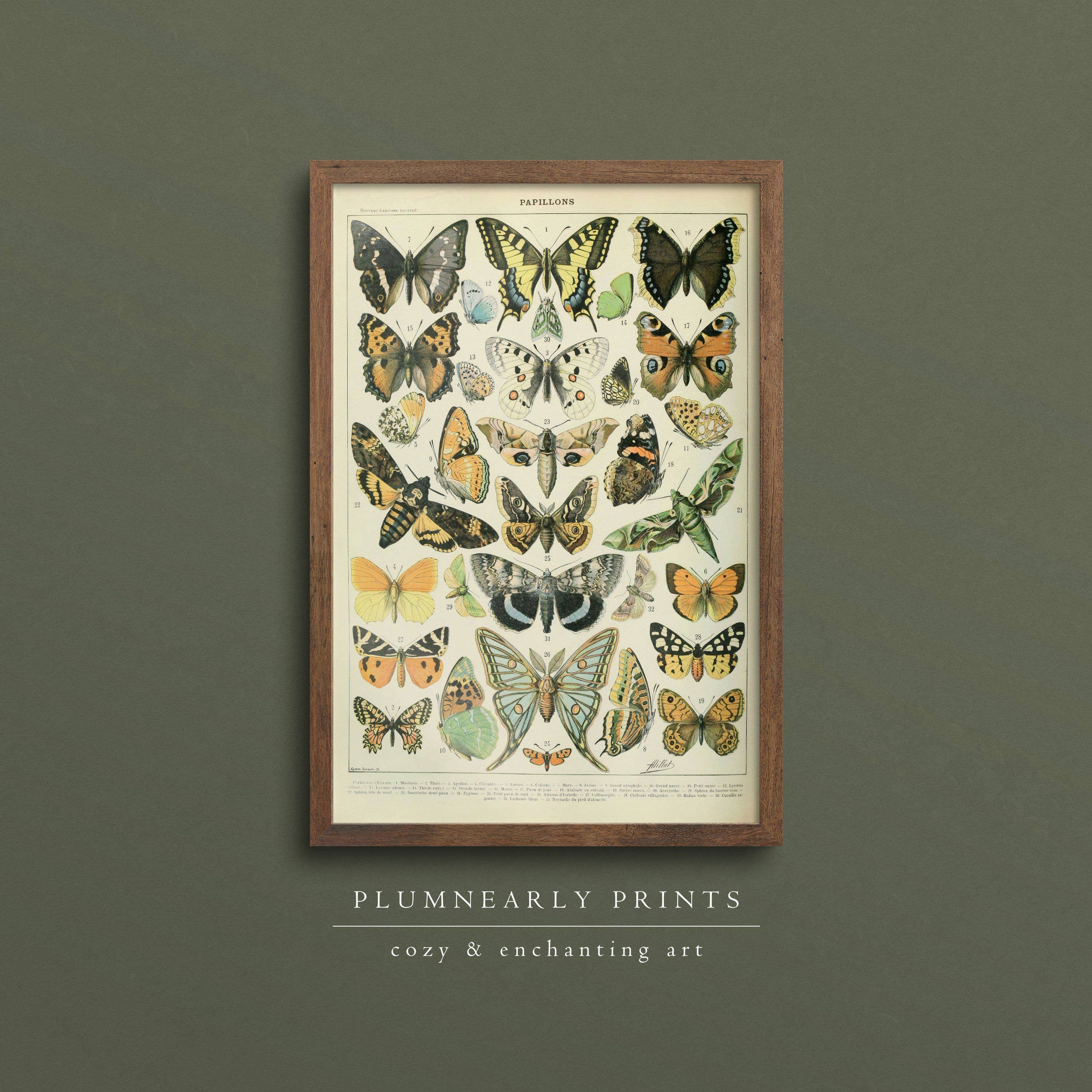 Plumnearly Prints - Wholesale Art Print - Millot Vintage Butterflies Illustration Art Print Poster 11