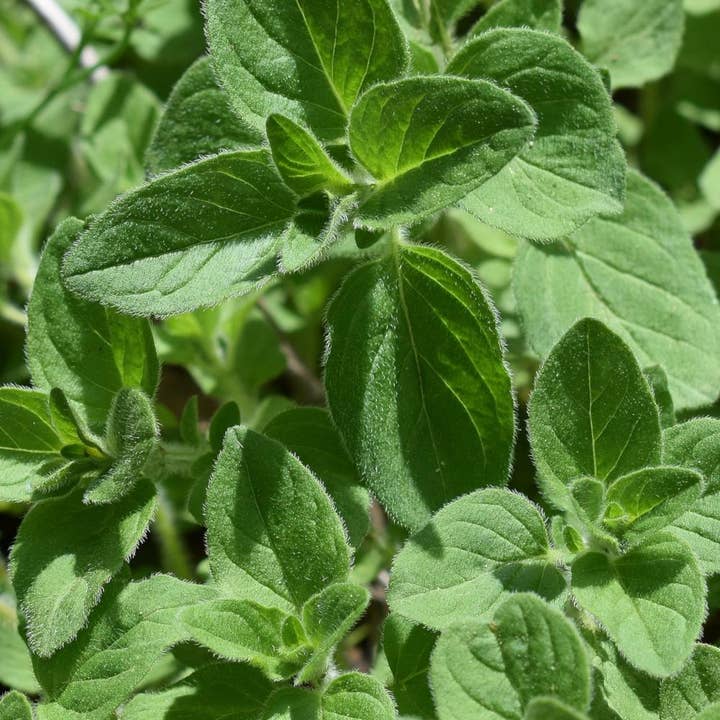 Oregano Seeds, Greek for wholesale by Sow True Seed